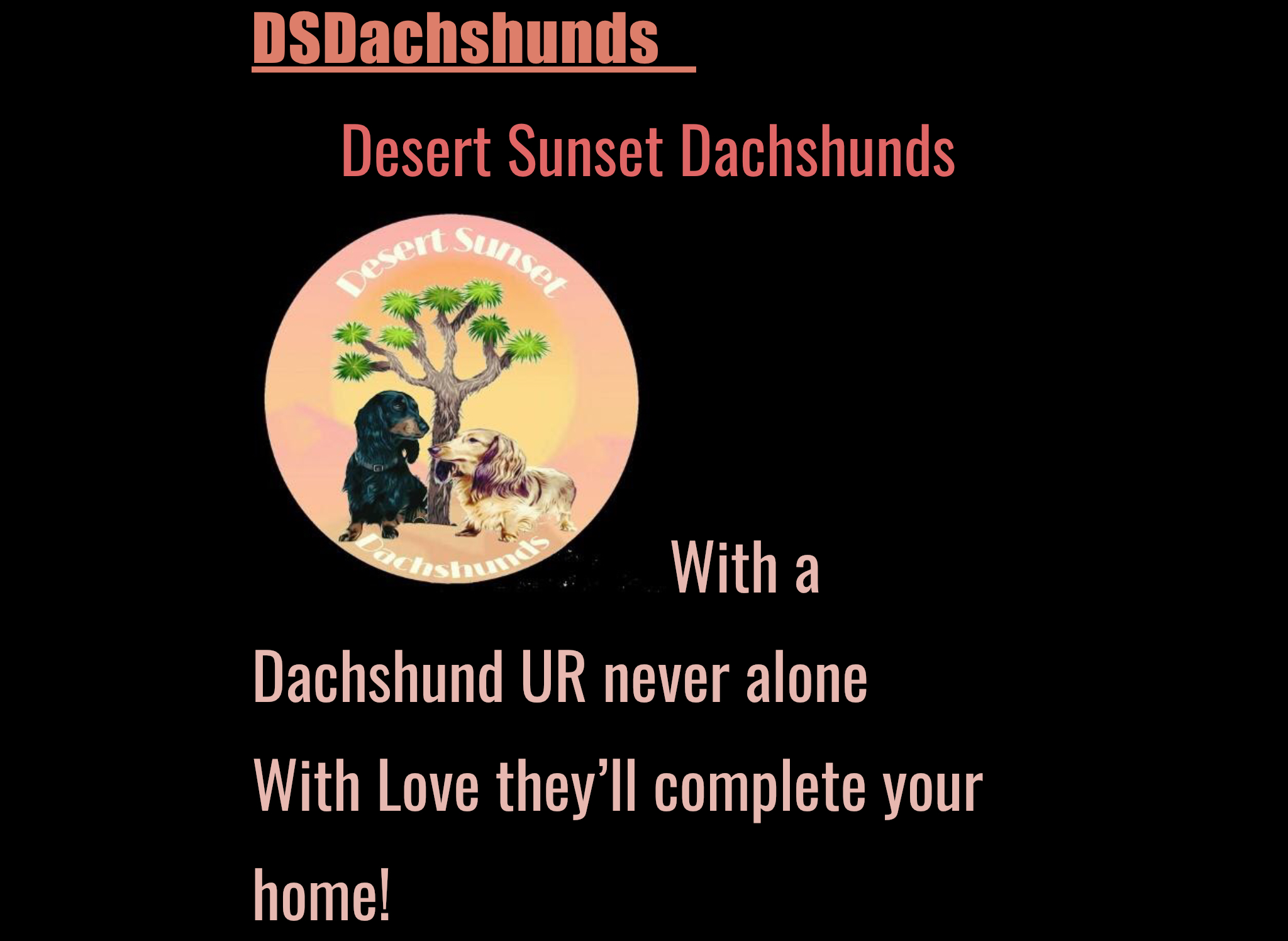 Desert Sunset Dachshunds