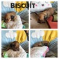 Biscuit