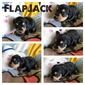 FlapJack