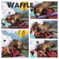 Waffle